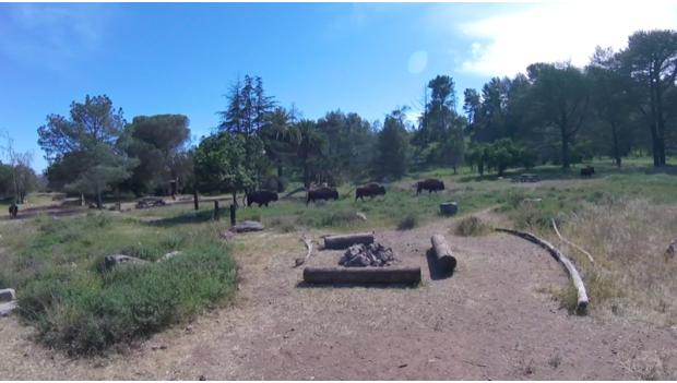 Wild herds of bison roaming through the hills of Catalina Island.